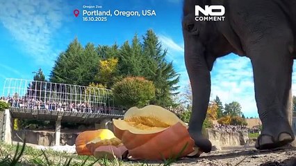Elefantes no Zoo de Oregon esmagam abóboras gigantes para celebrar o Halloween