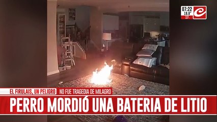 Perro mordió batería de litio y provocó el desastre e una vivienda