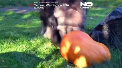 Muskox, erken Cadılar Bayramı kutlamasında 95 kiloluk balkabağını parçaladı