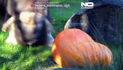 Moschusochse zerschmettert 95-Kilo-Kürbis als frühes Halloween-Vergnügen