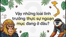 BÍ MẬT Về Khỉ Trắng Tại Ma Thiên Lãnh Mà Ít Người Chia Sẻ