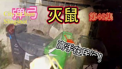 Urban Hunting Chronicles: Rat and Cat Showdown in Hong Kong!