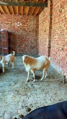 Pets Life #petslife #Viral #Funny #beauty