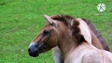 Os animais mais fofos do mundo N•574