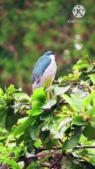 Os animais mais fofos do mundo N•575