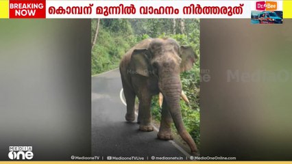 അതിരപ്പിള്ളി മലയ്ക്കപ്പാറ റോഡിൽ കബാലി എന്ന കാട്ടാന മദപ്പാടിൽ; ജാഗ്രതാ നിർദേശവുമായി വനംവകുപ്പ്