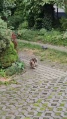 High Jump While Hunting #cat #shorts #funnycats #jump #catjump #viralcats #cutecats #trending #fyp