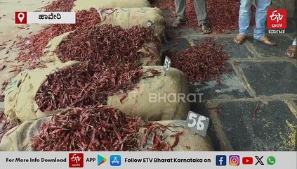 ಹಾವೇರಿ: ಬ್ಯಾಡಗಿ ಮೆಣಸಿನಕಾಯಿ ಮಾರುಕಟ್ಟೆಯಲ್ಲಿ ಬೆಲೆ ಏರಿಕೆ: ವರ್ತಕರಿಗೆ, ರೈತರಿಗೆ ಸಂತಸ