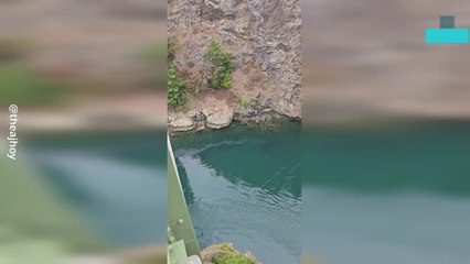 Sea Lion Chases After Its Dinner