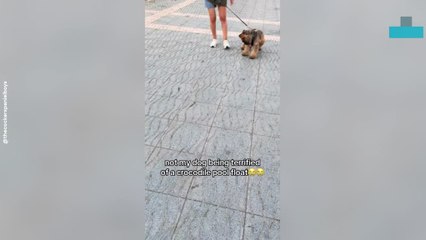 Dog Terrified of Blow-up Crocodile Toy