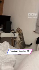 Fearless Kitten Balances on Two Legs Like a Tiny Human 😂🐾|| Heartsome 💖