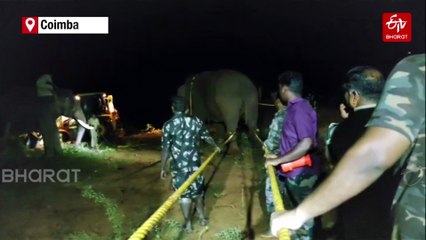 Forest Dept Captures Wild Elephant 'Rolex' After Days Of Tension In Coimbatore
