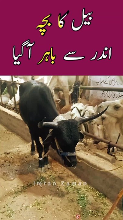 BULL ka BACHA Bahar Agaya 😱