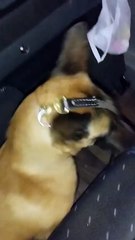 Cão de faro do BPFron localiza haxixe com passageiro de ônibus na PR-323