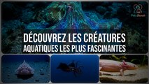 Découvrez les Créatures Aquatiques les Plus Fascinantes du Monde