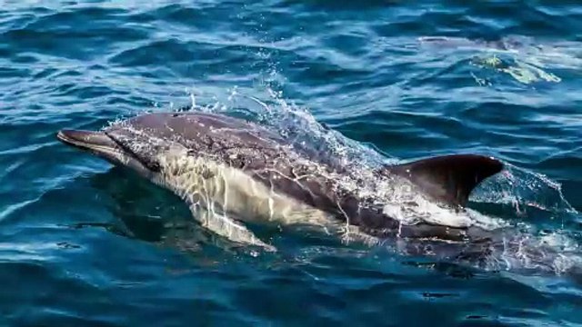 Les dauphins eux aussi atteints d'Alzheimer ? Cette découverte inattendue sur des dauphins échoués
