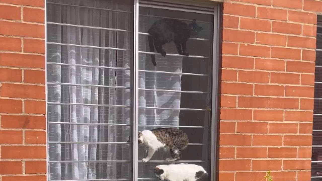 Cats found in hilariously awkward positions just to enjoy a sunbath on the window