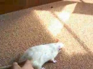 Peewee tumeur cérébrale