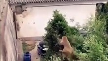 Un singe vraiment intelligent
