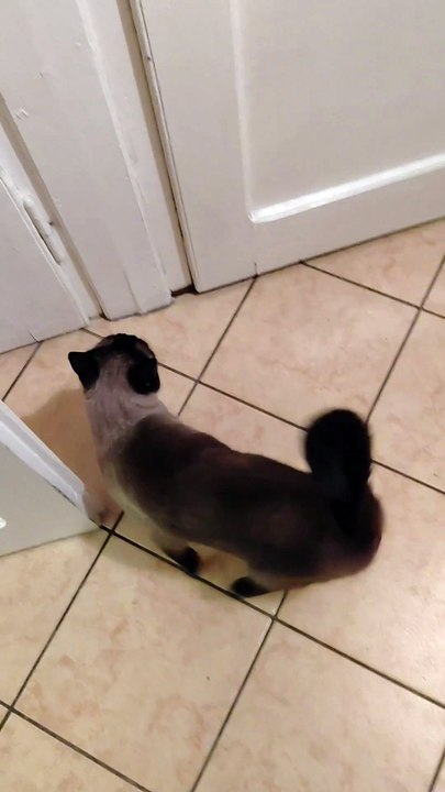 Cat good night - every night :) He Wants to Go Out… But It’s  Always the Middle of the Night! 🐾😴 #cat #shorts #catvideo #funnycats #funnyanimals #cutecats #cuteanimals #trending #viralcats #fyp