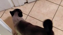 Cat good night - every night :) He Wants to Go Out… But It’s  Always the Middle of the Night! 🐾😴 #cat #shorts #catvideo #funnycats #funnyanimals #cutecats #cuteanimals #trending #viralcats #fyp