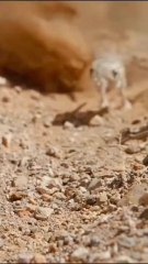 Kangaroo Rat vs. Harris’s Hawk: Battle in the Wild! Follow for more wildlife adventures like this.