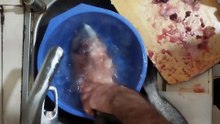 Çipura Balığı Temizleme!!!