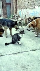 1 Cat Vs 6 Dog fight