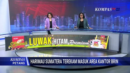 [FULL] KSDA Berupaya Lacak Induk Anakan Harimau Sumatera yang Masuk Area Kantor BRIN di Agam