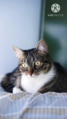 Os animais mais fofos do mundo N•582