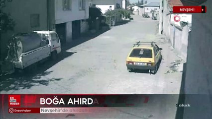 Nevşehir'de ahırdan kaçan kızgın boğa, hırsını otomobilden çıkarttı