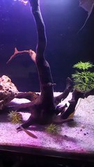 #PlantationTank #aquarium #fish #guppy #guppyfishLets See The World Youtube @AbdulKhan-zg4bd (3)
