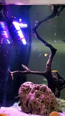 #PlantationTank #aquarium #fish #guppy #guppyfishLets See The World Youtube @AbdulKhan-zg4bd (4)