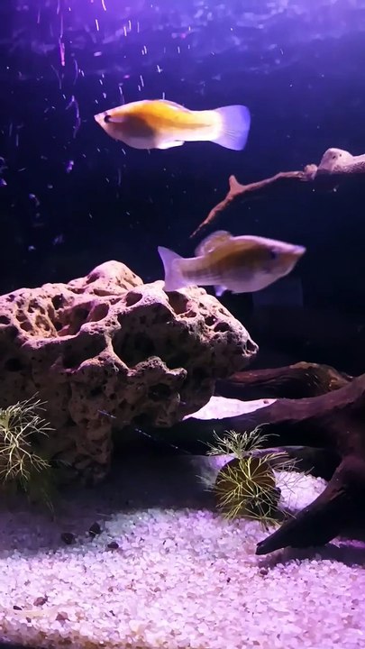 #PlantationTank #aquarium #fish #guppy #guppyfishLets See The World Youtube @AbdulKhan-zg4bd (1)
