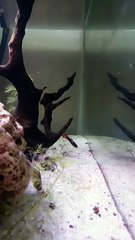 #guppyfishlets #guppyaquarium #guppy #aquariumfish #aquarium #aquascape