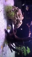 #PlantationTank #aquarium #fish #guppy #guppyfishLets See The World Youtube @AbdulKhan-zg4bd