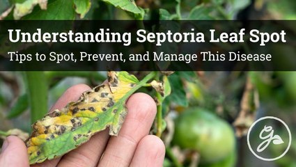 Septoria Leaf Spot: What It Looks Like And How To Get Rid of It