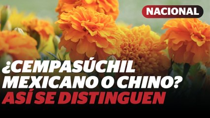 Cempasúchil mexicano vs chino: así puedes reconocer la flor del Día de Muertos | Reporte Indigo
