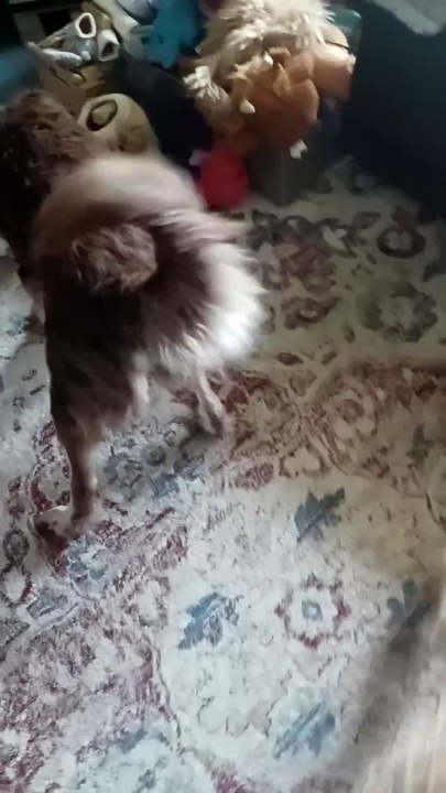 Bailee's Live Toy