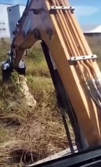 The bulldozer driver thought the destruction of the hornets' nest would go unnoticed...but...