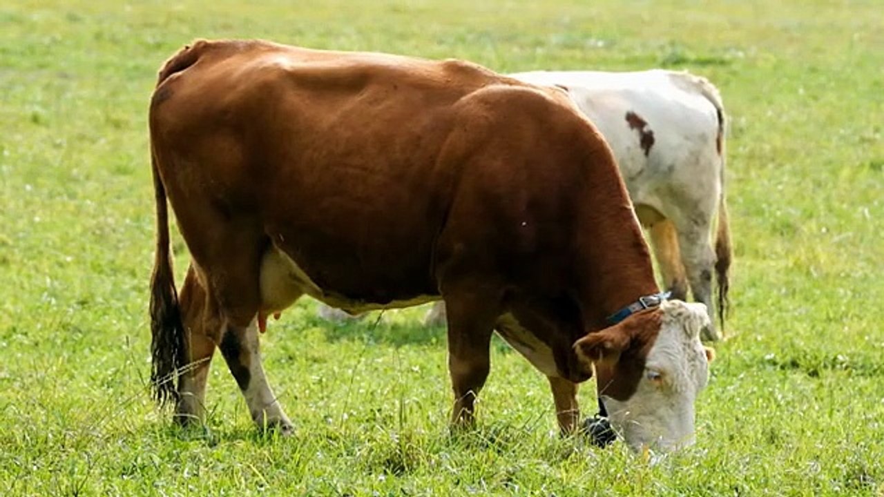 Who_is_obliged_to_sacrifice_قربانی_کس_پہ_فرض_ہے۔_#eid_ul_adhaqurbani_Qurbani_Kis_Kis_Par_Wajib_Hai(0)
