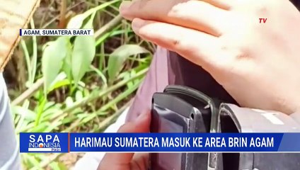 Harimau Sumatera Masuk Area Kantor BRIN Agam, Petugas Pasang Kamera Trap & Gunakan Drone Termal