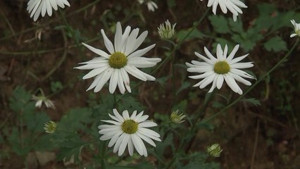 솔숲 따라 하얗게 핀 구절초...가을 정취 물씬 / YTN