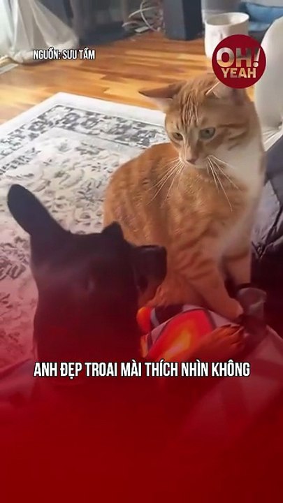 Funny pet's moment