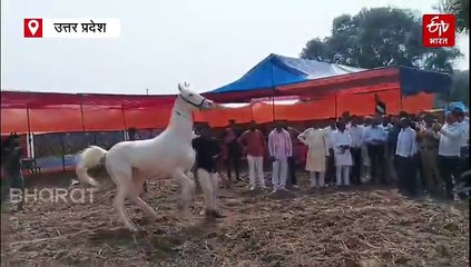 वह मेला जहां मुगल-अंग्रेज खरीदते थे घोड़े; 5 रुपए में होती थी हवाई जहाज की सैर, अब पहुंचा 1.21 करोड़ का 'नकुली घोड़ा'