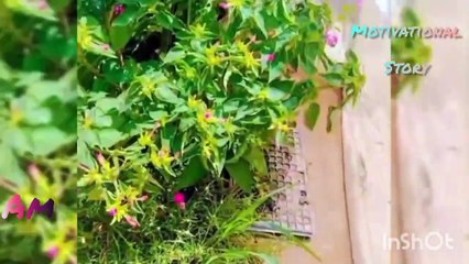 motivational story with beautiful view_visited village beauty 😍_enjoyable tour