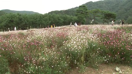 꽃·웃음소리 가득한 솔숲, 구절초 꽃 축제 '북적' / YTN