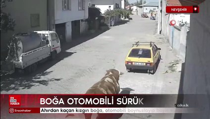 Nevşehir'de kızgın boğa, otomobili boynuzlayıp böyle sürükledi
