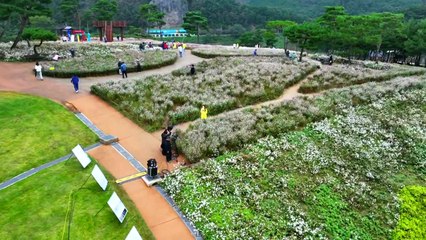 가을 하늘 아래 활짝 핀 구절초 '가득'...꽃의 향연 / YTN