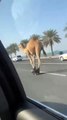 Skating Camel in Dubai: Funny and Unbelievable Desert Scene